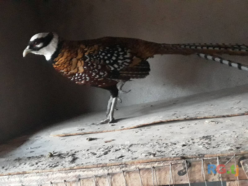 Сомец Фазан королевский