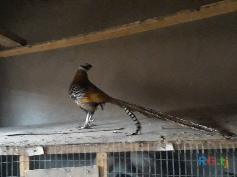 Сомец Фазан королевский