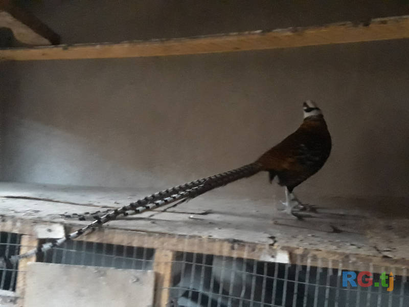 Сомец Фазан королевский